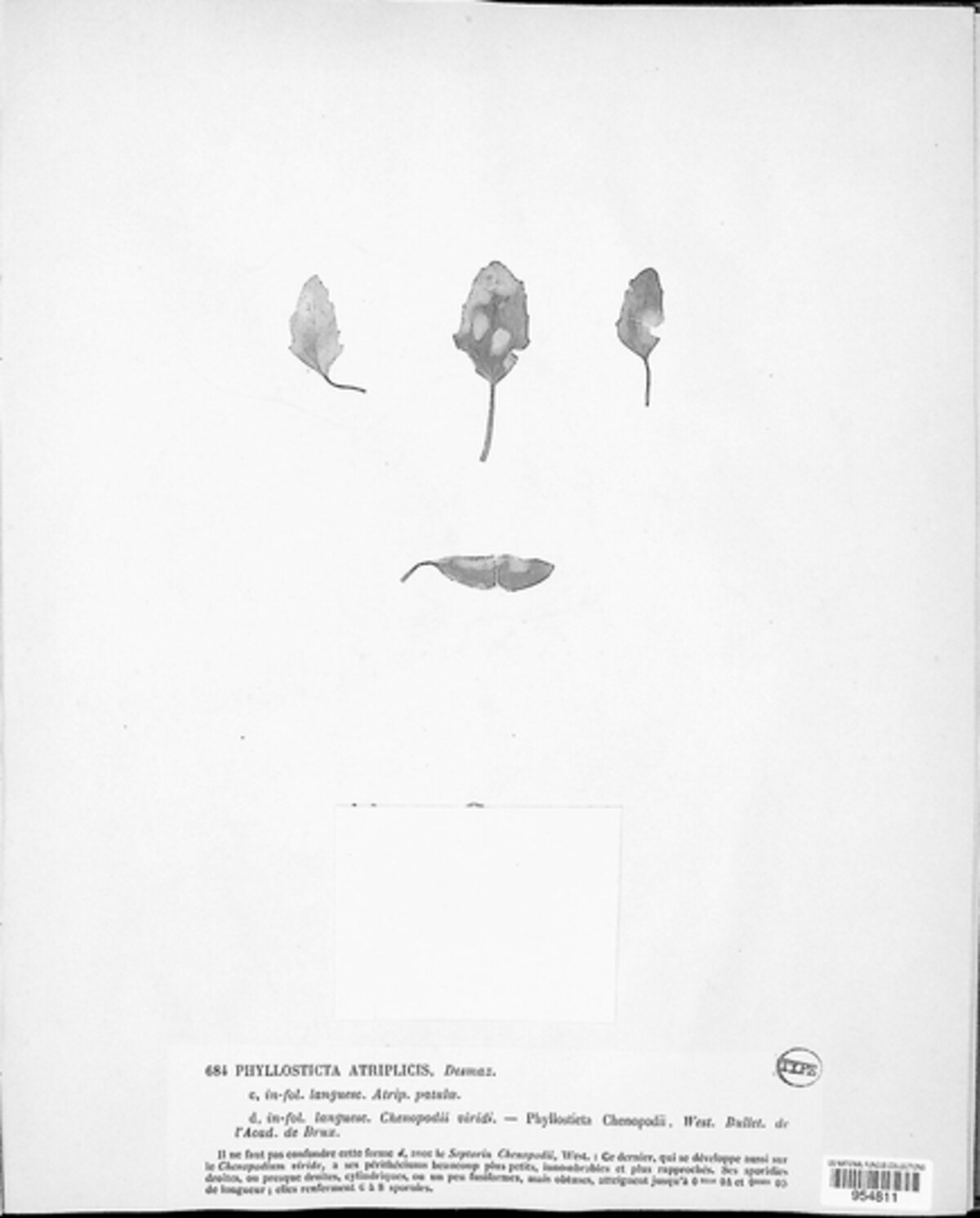 Stagonospora atriplicis image